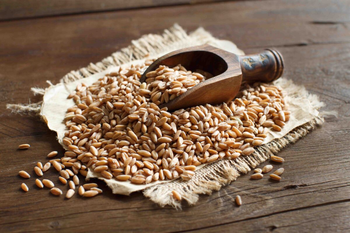 Siyez Buğdayında Gluten Var mı?